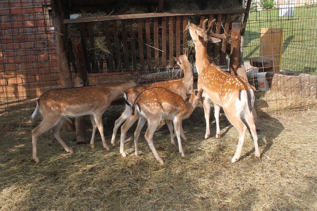 Eco-Selo Grabovica Villa Esterno foto